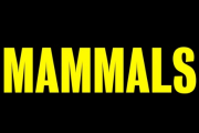 Mammals on Amazon Prime Video