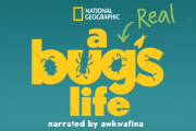 A Real Bug's Life on Disney+