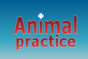 Animal Practice on NBC